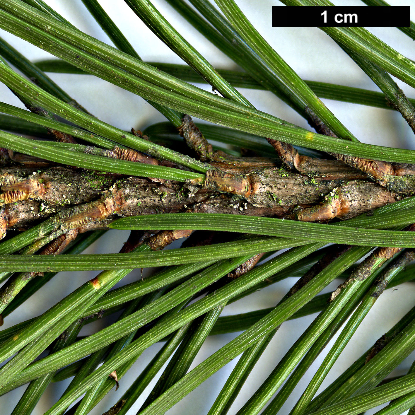 High resolution image: Family: Pinaceae - Genus: Pinus - Taxon: mugo - SpeciesSub: subsp. rotundata